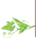 FEUILLE DROITE