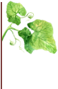 FEUILLE GAUCHE